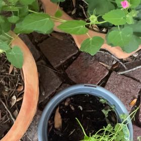 Photo of the plant species Pavonia Lasiopetala by @HonestBogbirch9 named Winston on Greg, the plant care app