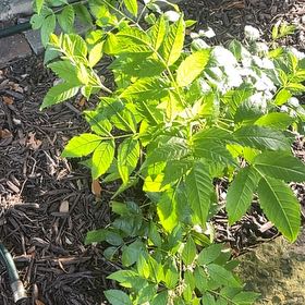 Photo of the plant species Yellow Bells by @HonestBogbirch9 named Marilyn on Greg, the plant care app