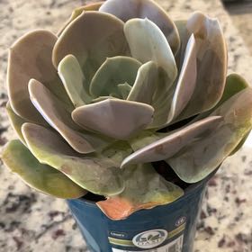 Photo of the plant species Cream Puff by @TryCanna1 named Sahara on Greg, the plant care app