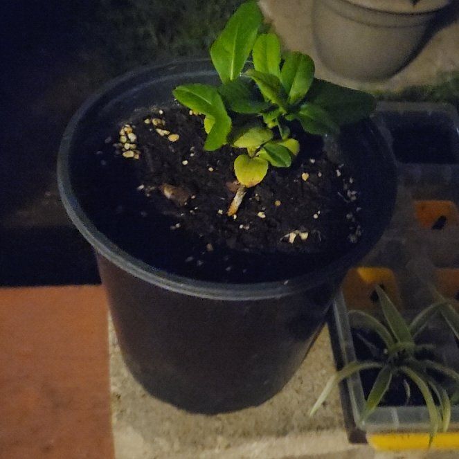 Photo of the plant species Meyer Lemon Tree by @ZestyWeed63 named Sonora on Greg, the plant care app