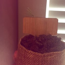 Photo of the plant species Colorado Blue Spruce by @AceRosea79 named Baby Bonsai on Greg, the plant care app