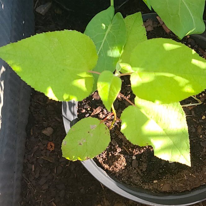 Photo of the plant species Paper Mulberry by @AliveKaro22 named Kesha on Greg, the plant care app