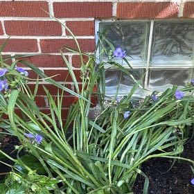 Photo of the plant species Ohio Spiderwort by @PoetDamsii36 named Sol on Greg, the plant care app
