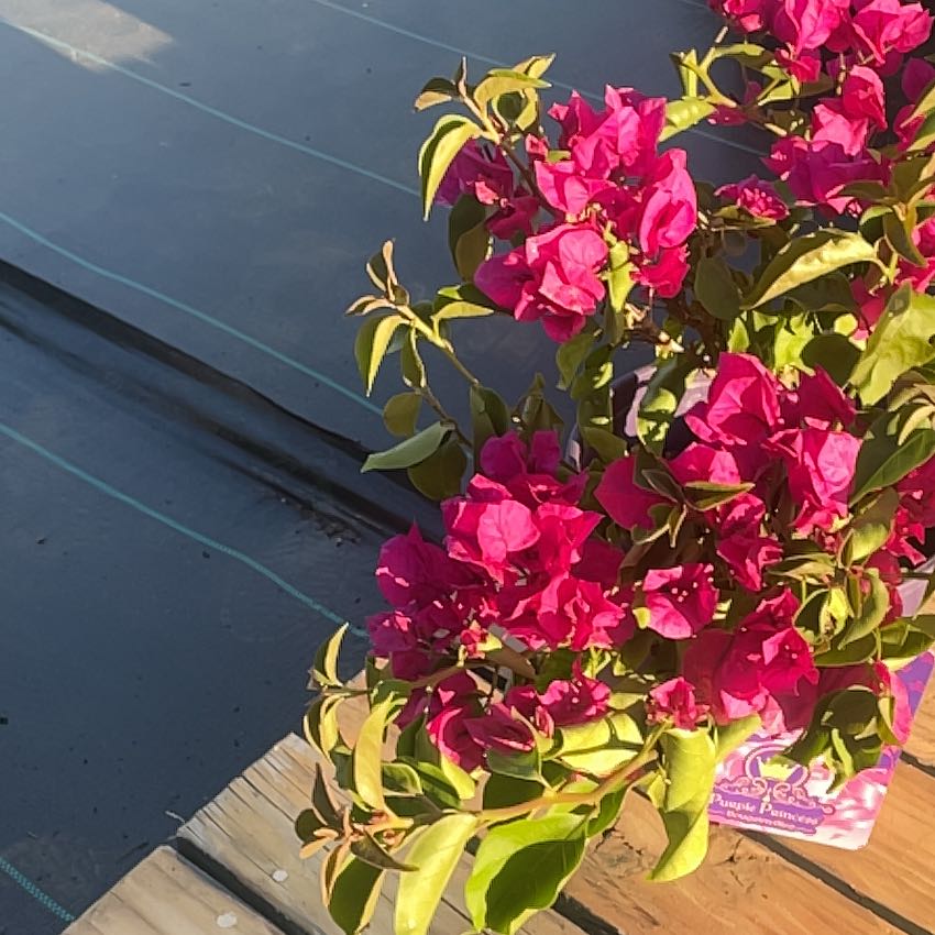 Photo of the plant species Bougainvillea 'Purple Princess' by @StockyPokaka95 named Demi on Greg, the plant care app