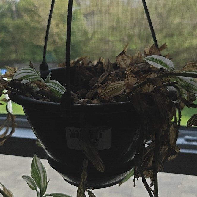 Photo of the plant species tradescantia by @AngelicAlbo9 named Sage on Greg, the plant care app