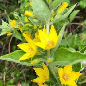 Photo of the plant species Dotted Loosestrife by @LeadingBabytoes named Einstein on Greg, the plant care app