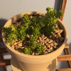 Photo of the plant species Sedum mexicanum 'Lemon Ball' by @CalmingLithop20 named Limoncito on Greg, the plant care app