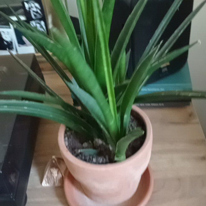 Photo of the plant species Walking Snake Plant by @SirLettuce46 named Prince on Greg, the plant care app