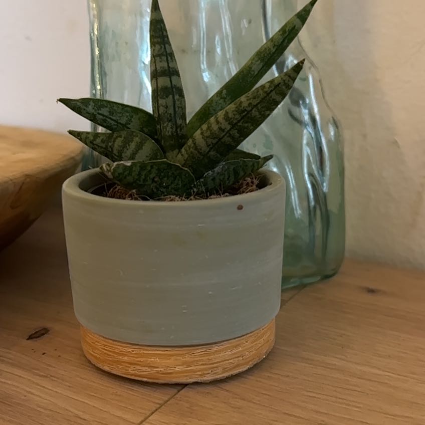 Photo of the plant species Starfish Snake Plant by @SirLettuce46 named Plato on Greg, the plant care app