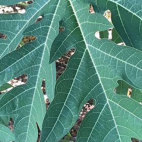 Photo of the plant species Papaya by @DevotedKaraka13 named Tolkien on Greg, the plant care app
