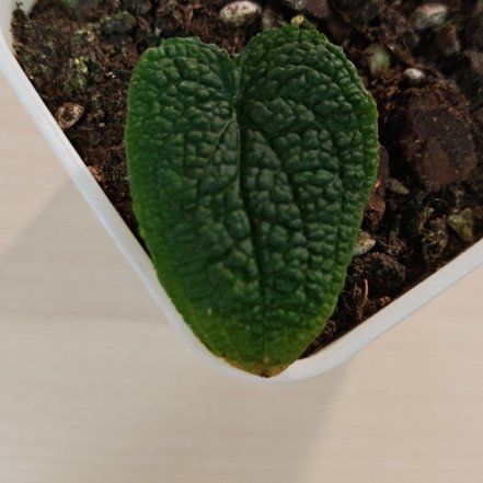 Photo of the plant species Anthurium clidemioides by @HunkyTamarind8 named Winston on Greg, the plant care app