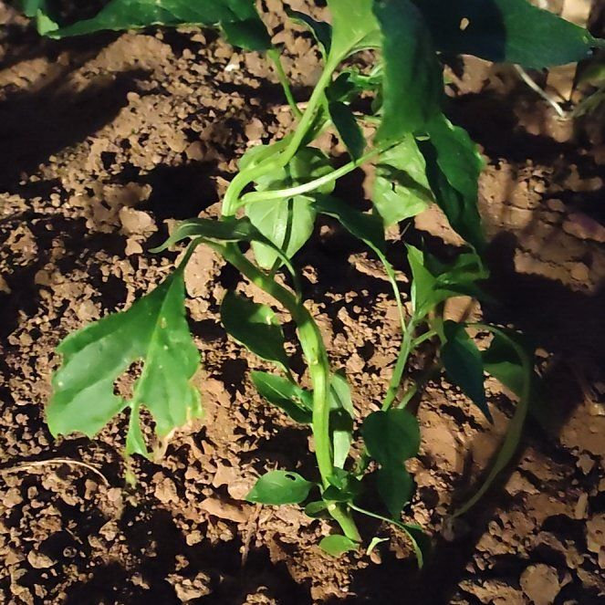 Photo of the plant species Anaheim Pepper by @DisasterRuss named Orlando Bloom on Greg, the plant care app