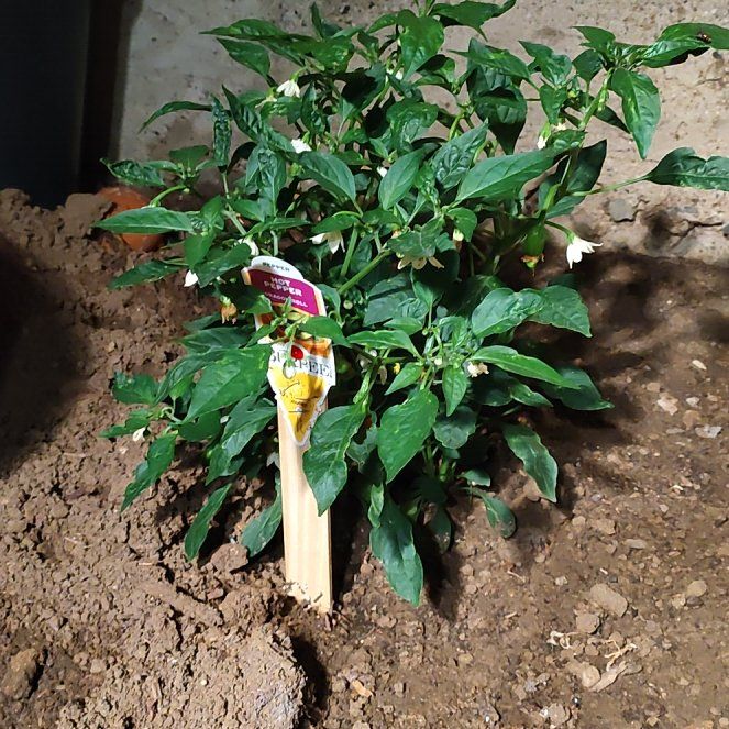 Photo of the plant species Dragon Roll Pepper by @DisasterRuss named Coco on Greg, the plant care app