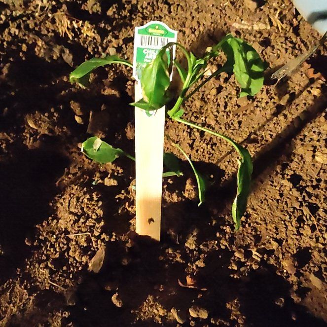 Photo of the plant species Hot Pepper by @DisasterRuss named Tree Diddy on Greg, the plant care app