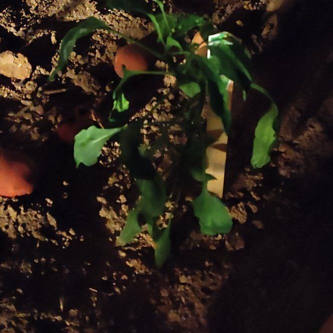 Photo of the plant species Fresno Chili by @DisasterRuss named Bigleef Smalls on Greg, the plant care app