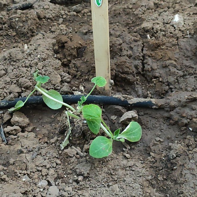 Photo of the plant species Summer Crookneck Squash by @DisasterRuss named Sproutacus on Greg, the plant care app