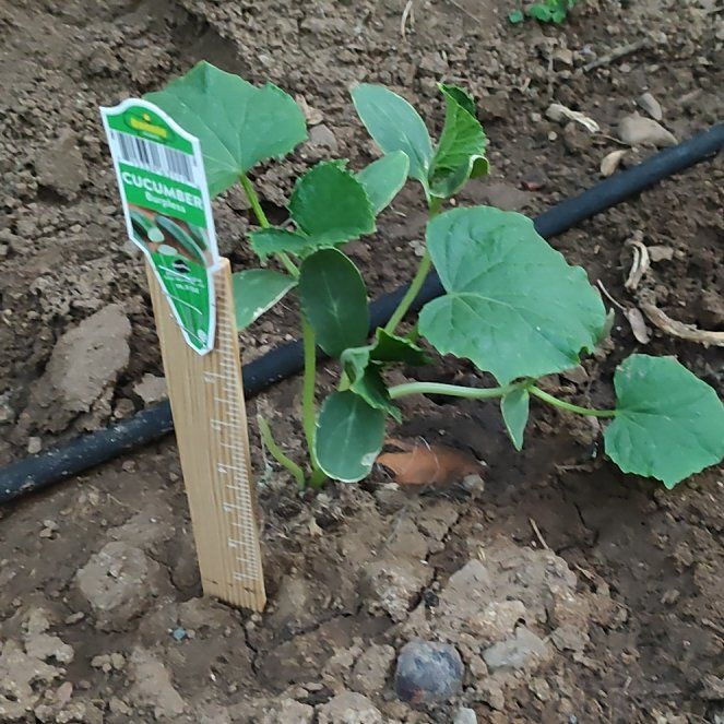 Photo of the plant species Cucumber Burpless Bush Hybrid by @DisasterRuss named Hugh on Greg, the plant care app