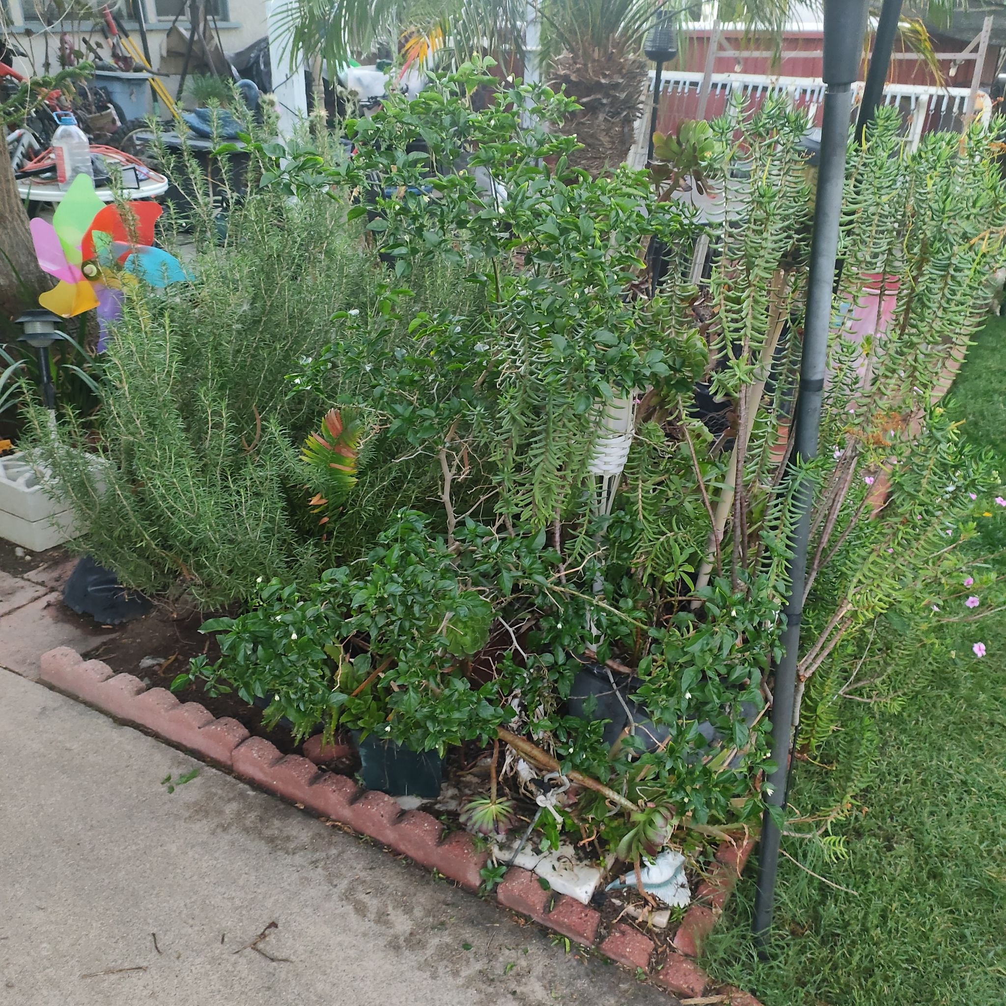 Photo of the plant species Thai Hot Pepper by @DisasterRuss named Dr. Pepper on Greg, the plant care app