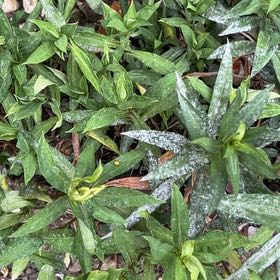 Photo of the plant species Slender Sunflower by @BigtimeCat30 named Lola on Greg, the plant care app
