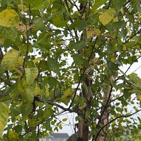 Photo of the plant species Mountain Paper Birch by @AcePignut58 named Pax on Greg, the plant care app