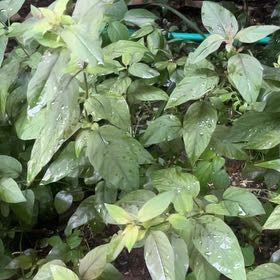 Photo of the plant species Mississippi Loosestrife by @HipCardoon74 named Duke on Greg, the plant care app