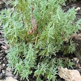 Photo of the plant species Lavandula Pedunculata by @NiceEncina76 named Rosa on Greg, the plant care app