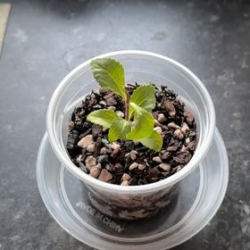 Photo of the plant species Sweetleaf by @WingedBearcorn named Marley on Greg, the plant care app