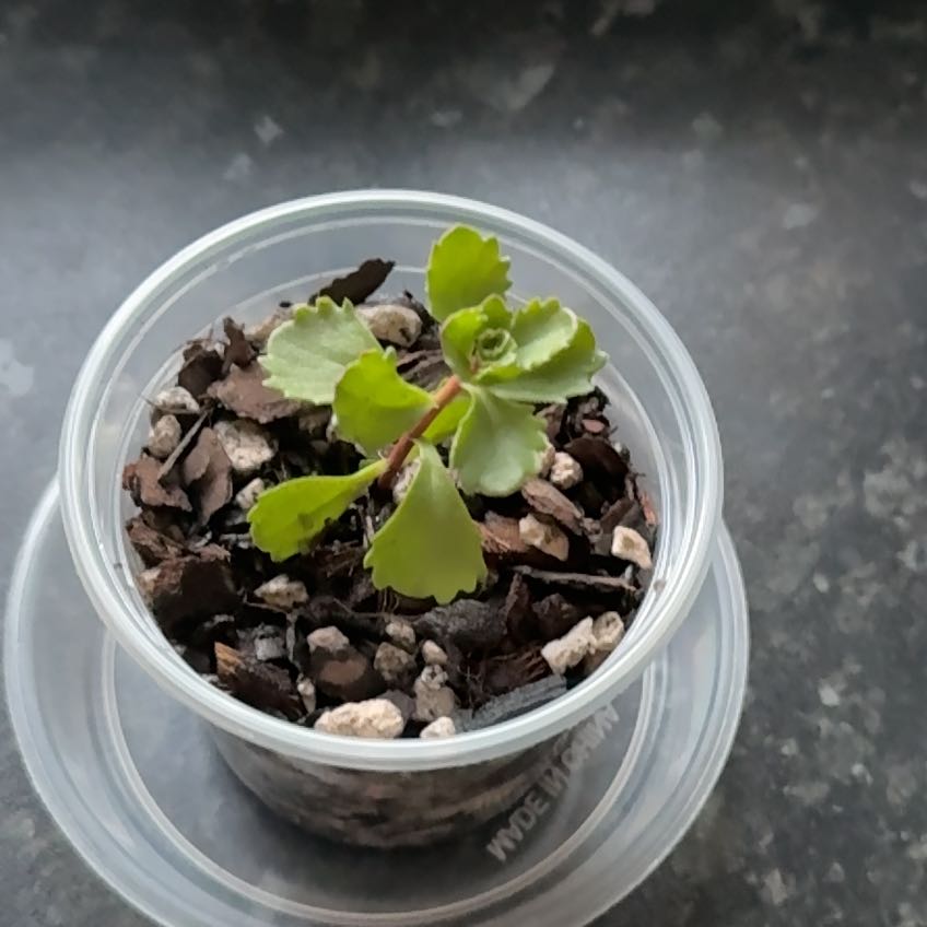 Photo of the plant species Dragons Blood Sedum by @WingedBearcorn named Lebron on Greg, the plant care app