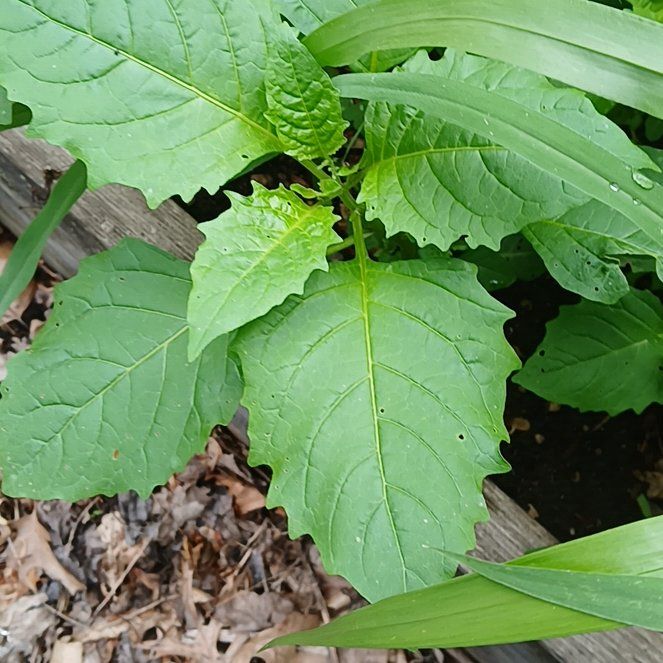 Photo of the plant species Cup Plant by @BossMaidengrass named Demi on Greg, the plant care app