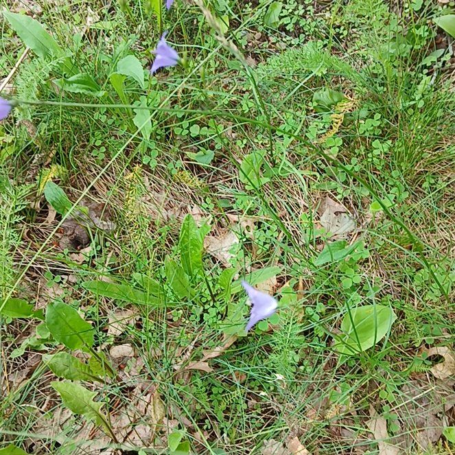 Photo of the plant species Bluebell by @BossMaidengrass named Muhammad Ali on Greg, the plant care app