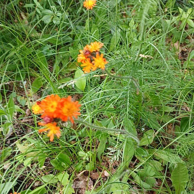 Photo of the plant species Orange Hawkweed by @BossMaidengrass named Messi on Greg, the plant care app