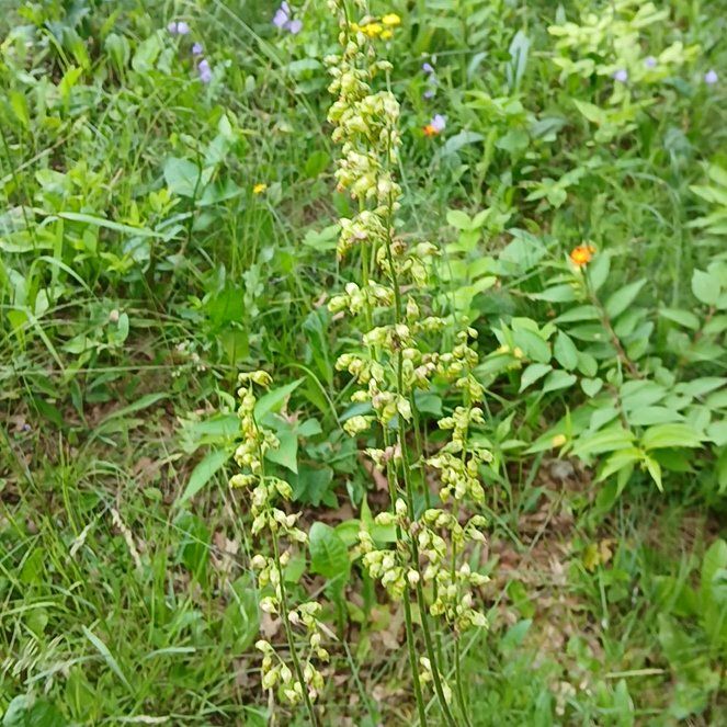 Photo of the plant species Alum Root by @BossMaidengrass named Austen on Greg, the plant care app