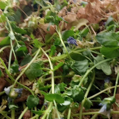 Photo of the plant species Pansy by @SirKanna62 named Mollie on Greg, the plant care app