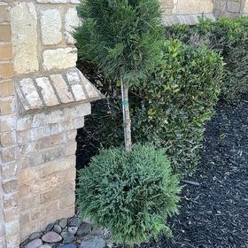 Photo of the plant species Juniper 'Mint Julep' by @TopGrass51 named Girlfrond on Greg, the plant care app