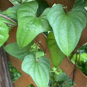 Photo of the plant species Chinese Yam by @Leefsgarden named Gobi on Greg, the plant care app