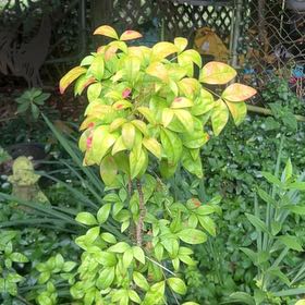 Photo of the plant species Sacred Bamboo by @Leefsgarden named Surya on Greg, the plant care app