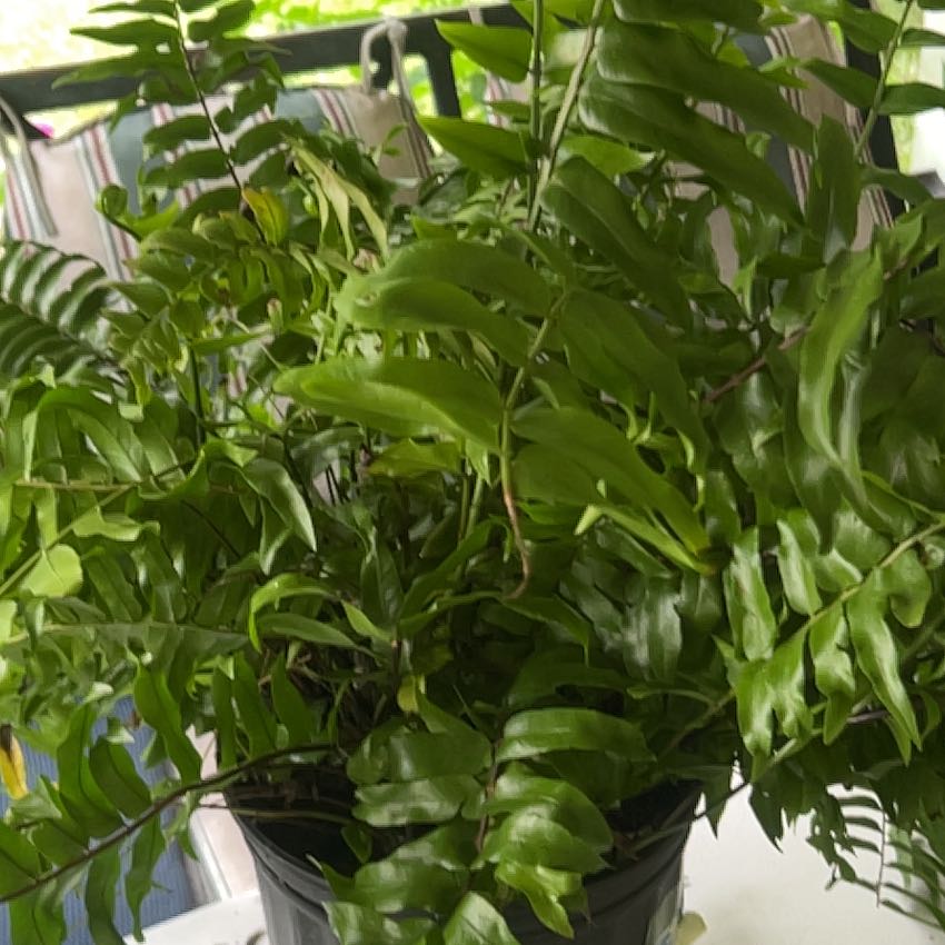 Photo of the plant species Bold Sword Fern by @Leefsgarden named Forrest on Greg, the plant care app