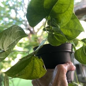 Photo of the plant species Air Yam by @Leefsgarden named Nemo on Greg, the plant care app