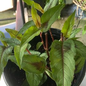 Photo of the plant species Redvein Dock by @Leefsgarden named Delilah on Greg, the plant care app