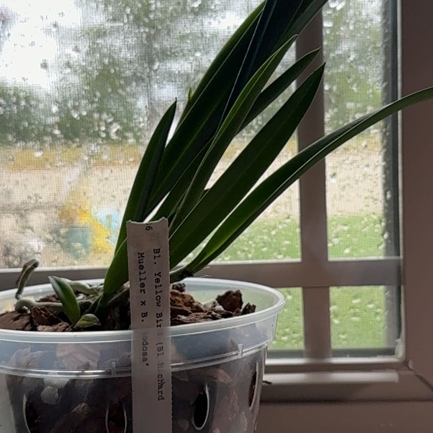 Photo of the plant species Brassavola Orchid by @ZarfLionsear55 named Drake on Greg, the plant care app