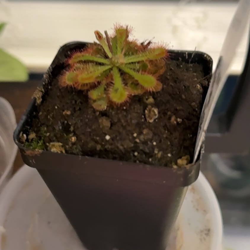 Photo of the plant species Spoon-Leaved Sundew by @ZarfLionsear55 named Bieber on Greg, the plant care app