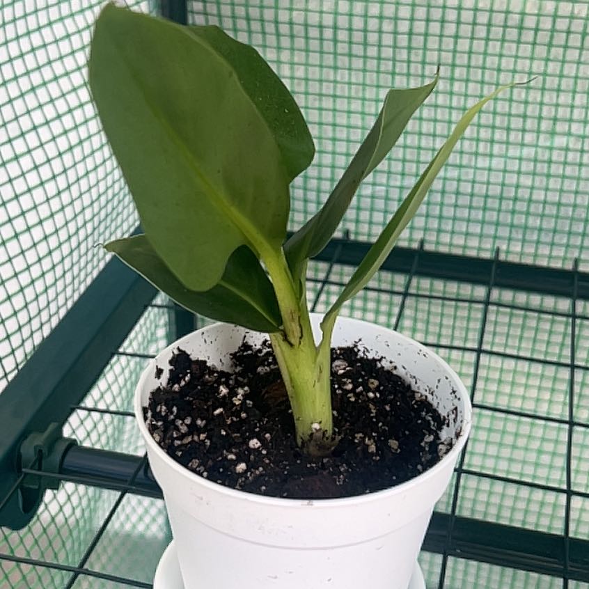 Photo of the plant species Super Dwarf Cavendish Banana by @ProRiberry96 named Remington on Greg, the plant care app