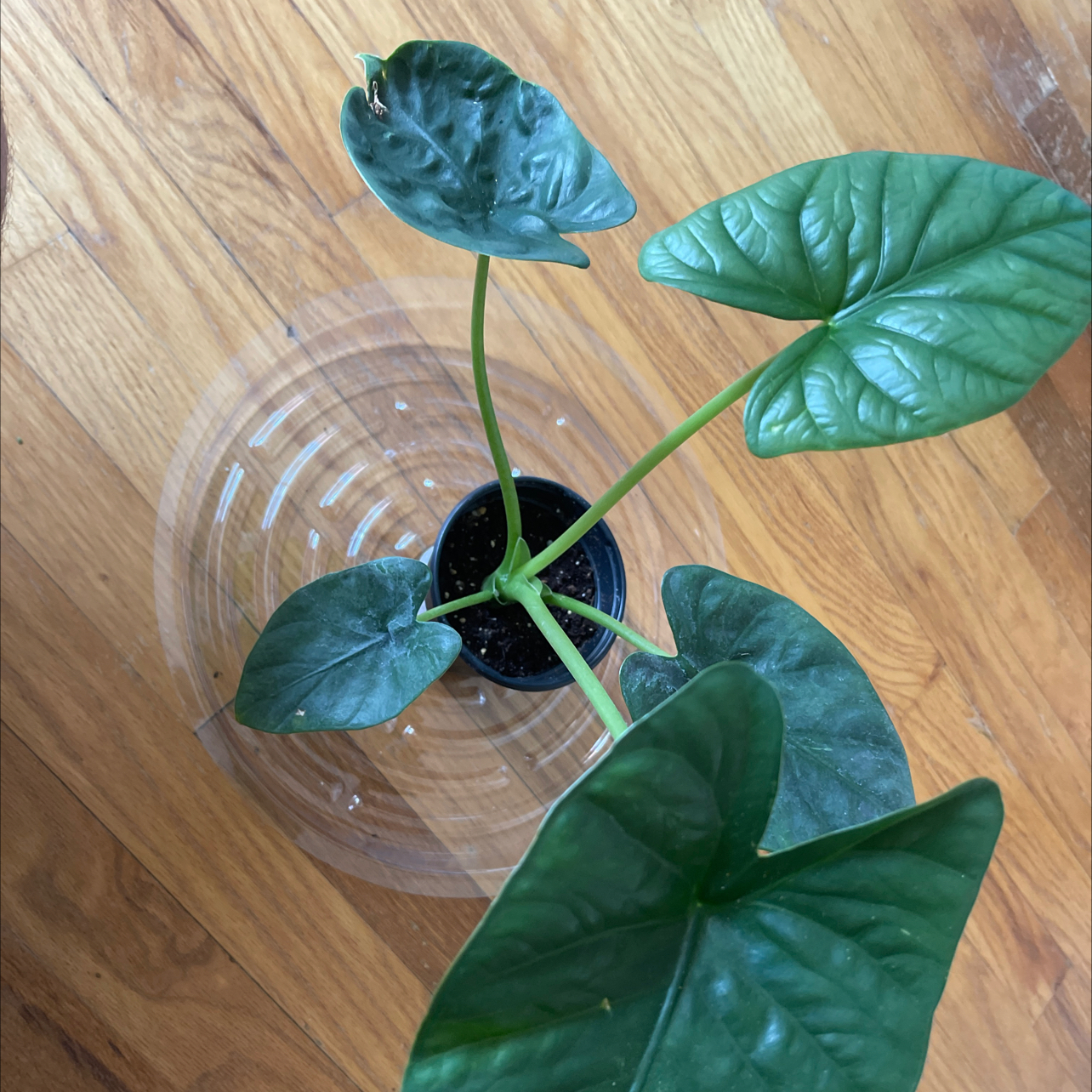 Photo of the plant species Alocasia Lukiwan by @Happypot named Fernie Mac on Greg, the plant care app