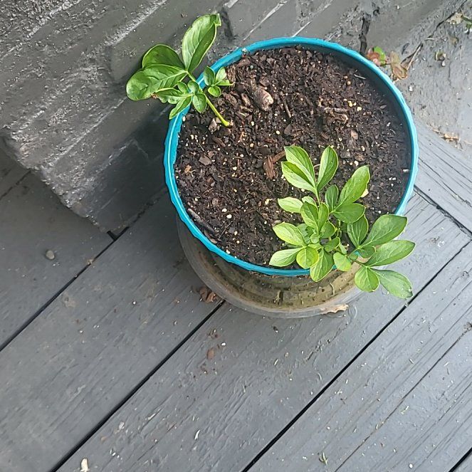 Photo of the plant species Peony by @marisa2687 named Sorbet on Greg, the plant care app