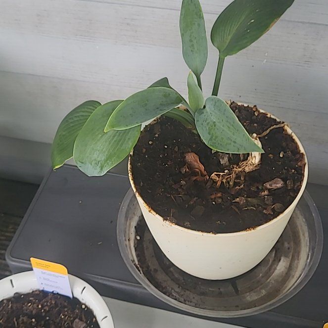 Photo of the plant species Hosta by @marisa2687 named Blue on Greg, the plant care app