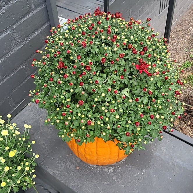 Photo of the plant species Chrysanthemum by @marisa2687 named Chrys on Greg, the plant care app