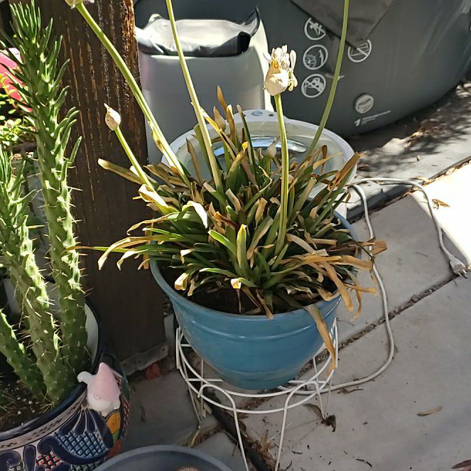 Photo of the plant species Agapanthus 'Blue' by @SubtleBetel46 named Terra on Greg, the plant care app