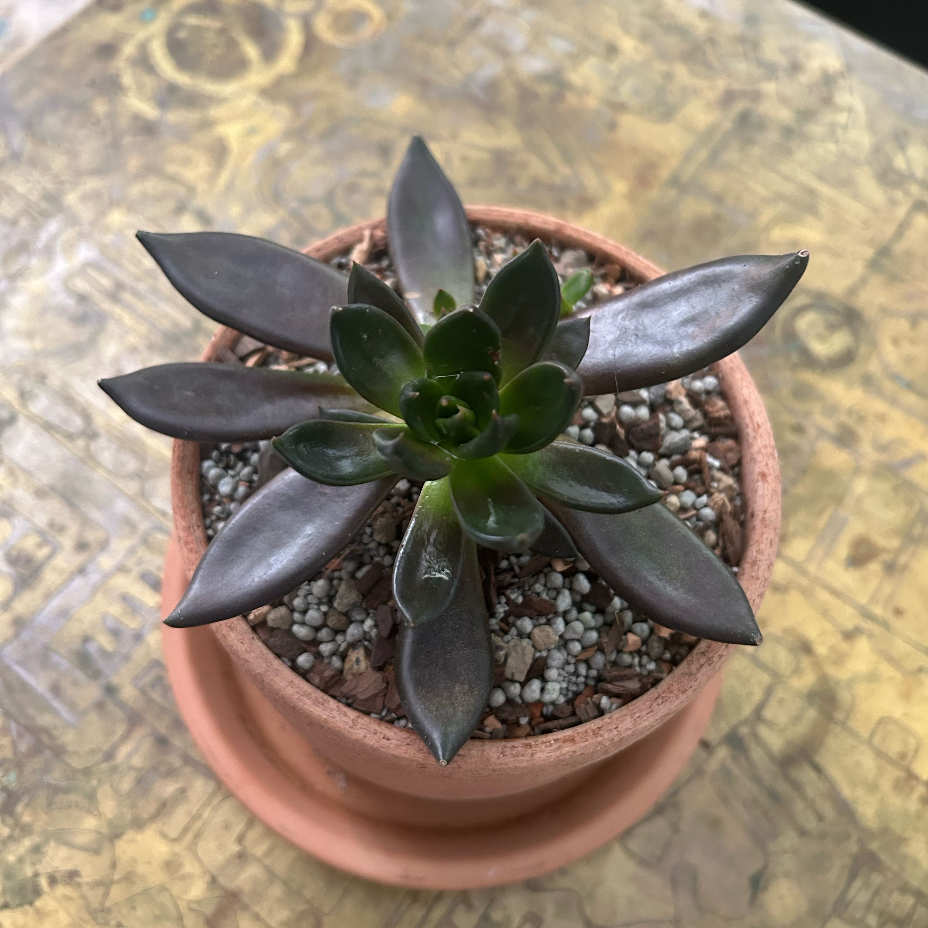 Photo of the plant species Black Echeveria by @FoxyBloodroot14 named Morgan Treeman on Greg, the plant care app