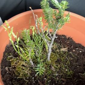 Photo of the plant species Banff spruce by @MarvelIcecaps6 named Messi on Greg, the plant care app
