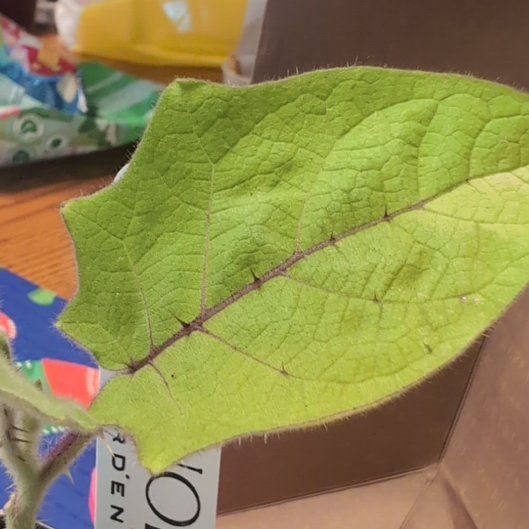 Photo of the plant species Quito-Orange by @HipBuroak14 named Athena on Greg, the plant care app
